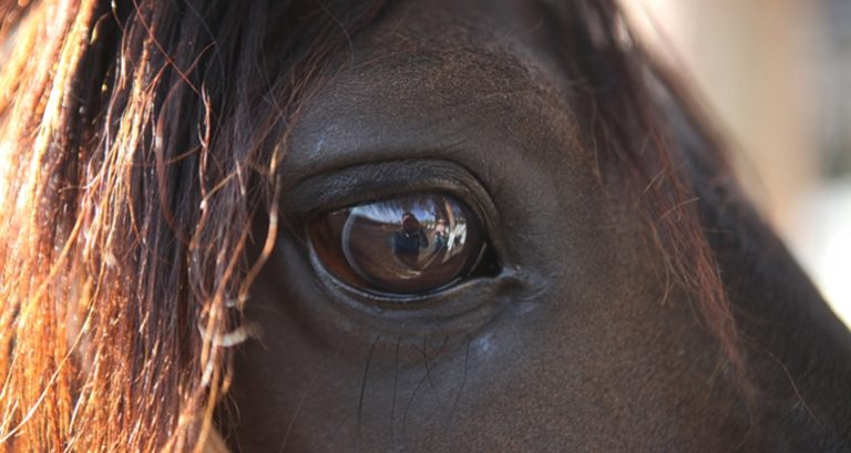 Bienestar animal: Sangría de yeguas, una práctica controvertida