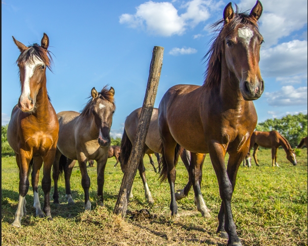 Las normas para los caballos de competencia para reducir problemas en viajes internacionales